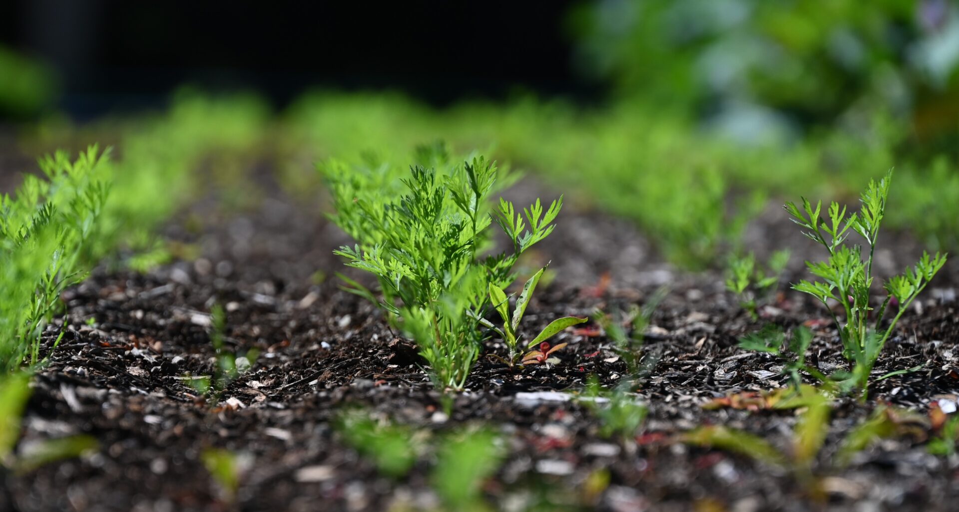 small green plants growing in a row.