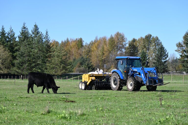 a tractor in a field with a cow.