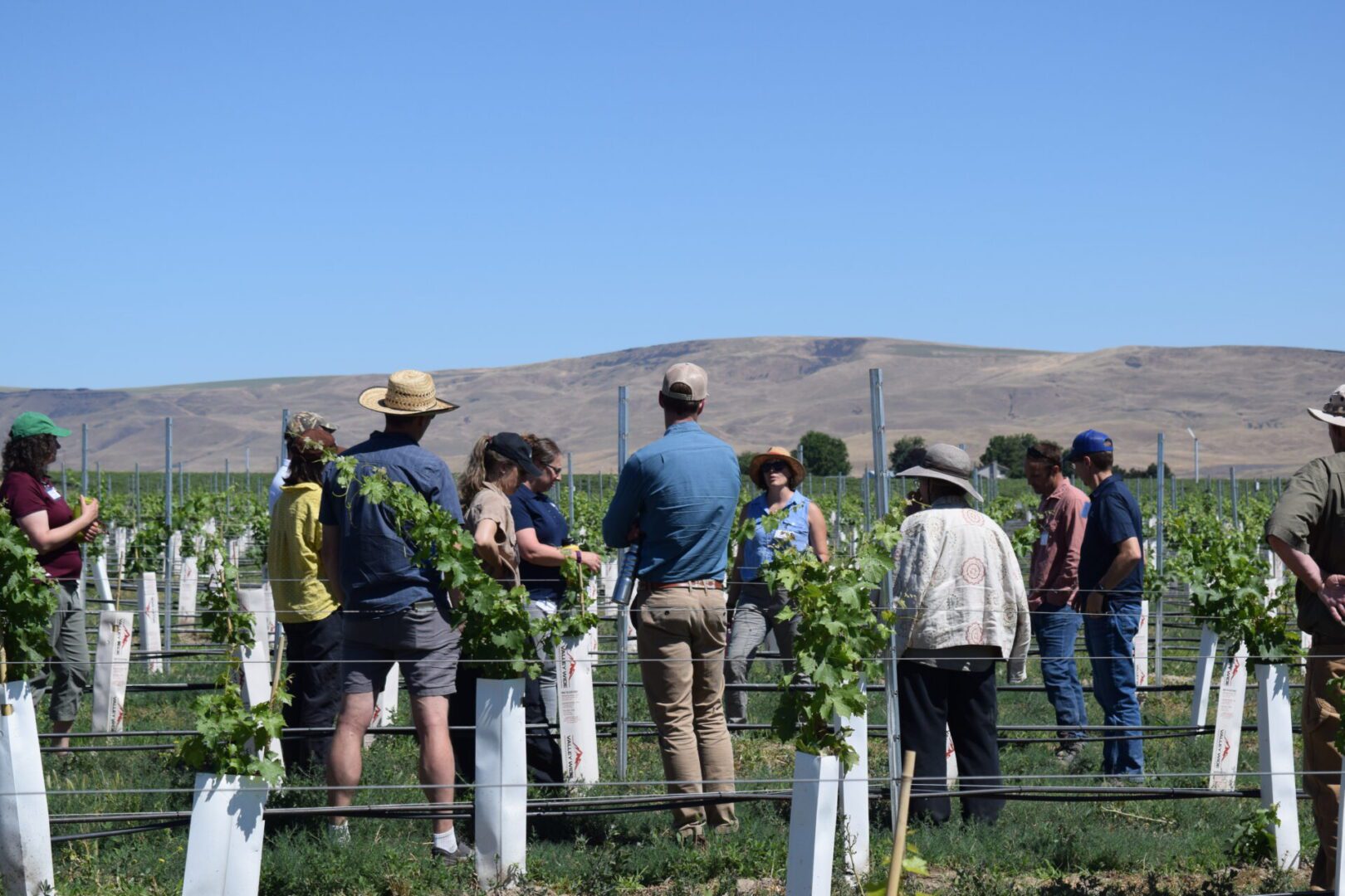 a group of people standing in a vineyard.