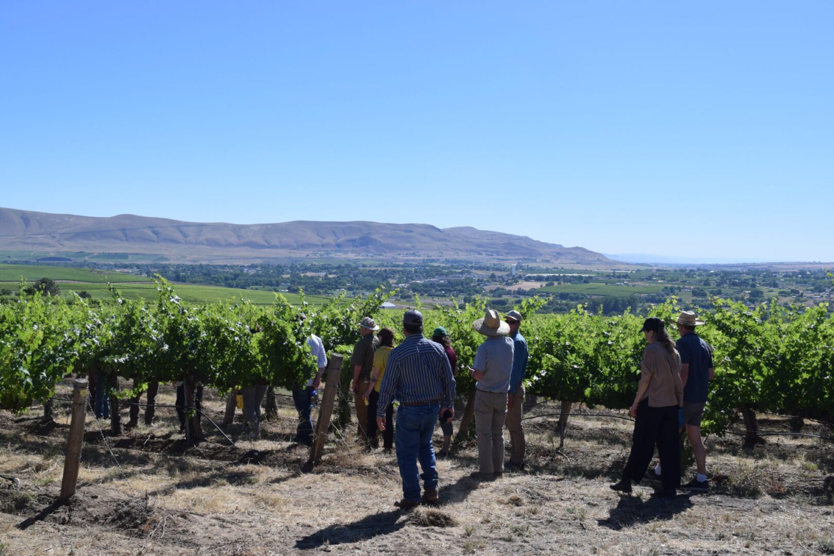 a group of people standing in a vineyard.