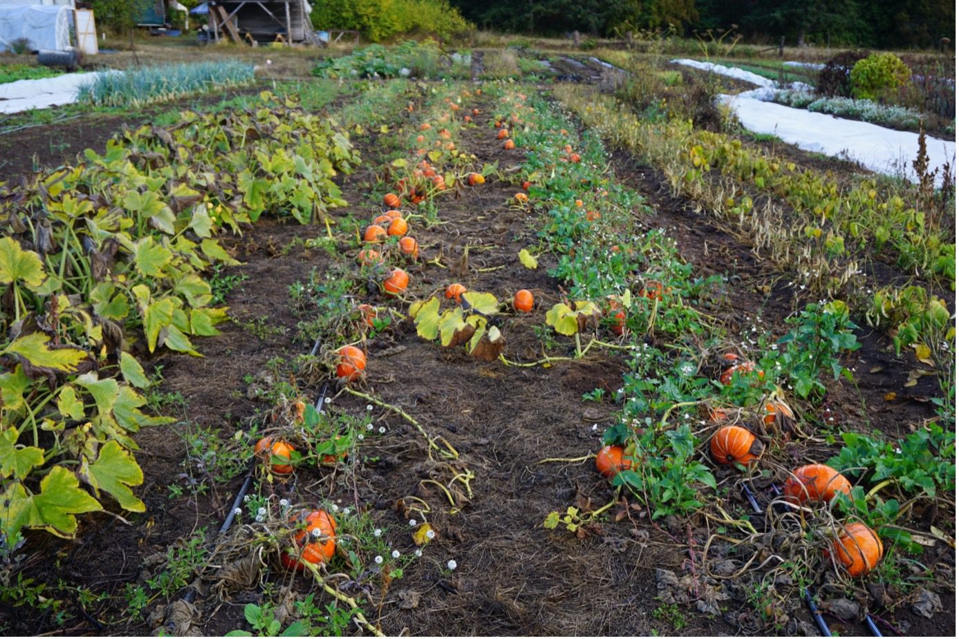 pumpkins in a field.