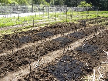 a field with rows with black biochar on the surface.