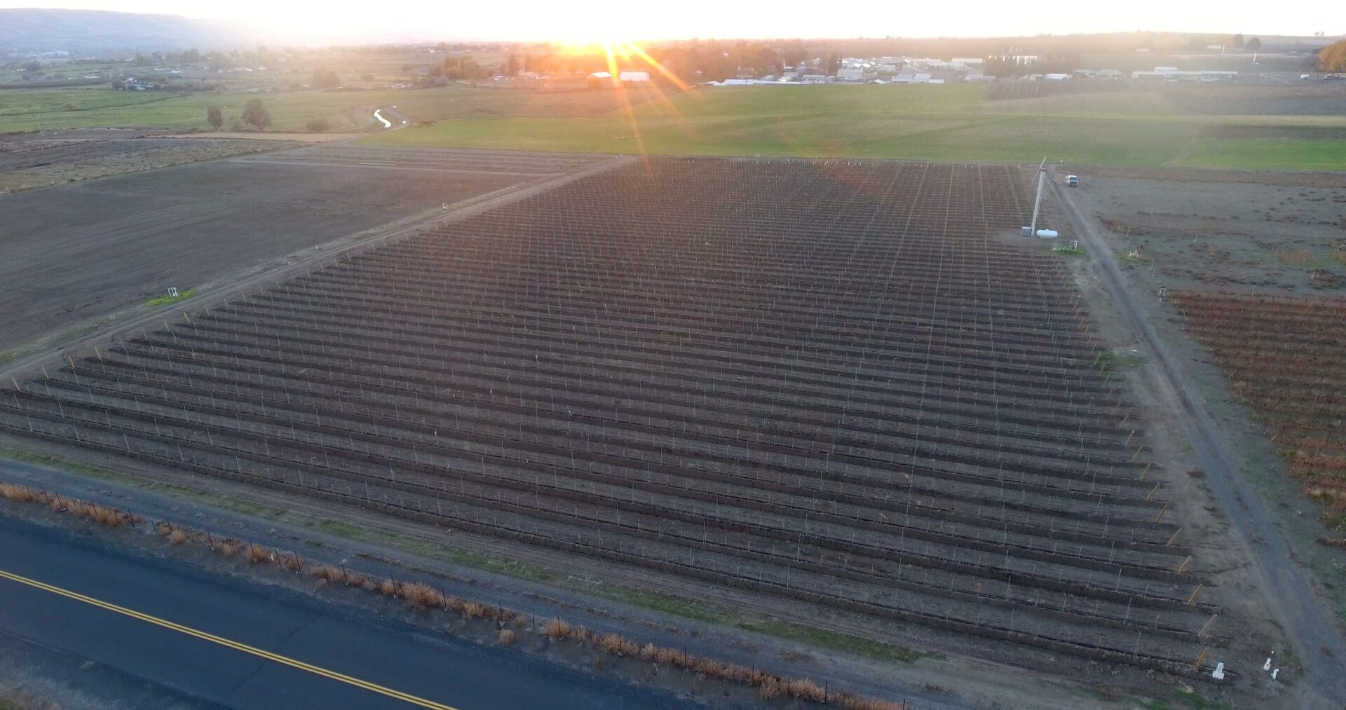 a field of grape vines with the sunsetting in the background.