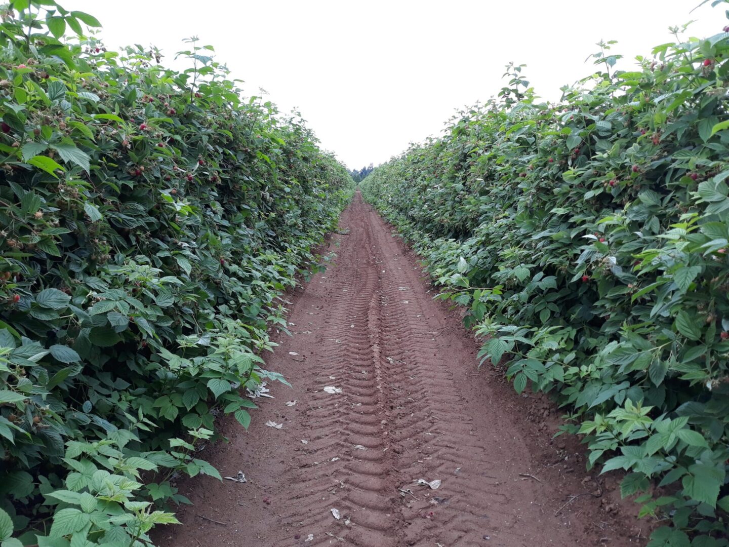 a row of raspberry plants.