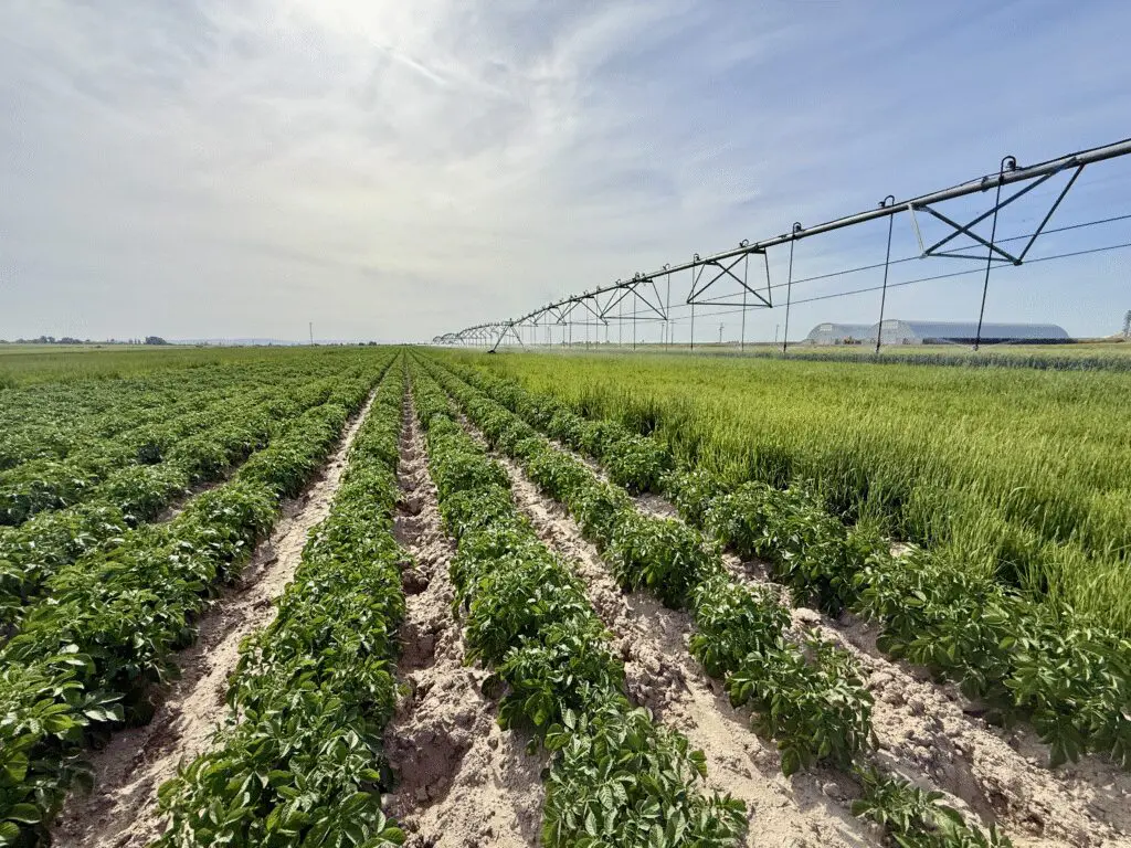 IMG_9424 Famr field with linear irrigation system over top of potatoes and timothy grass.