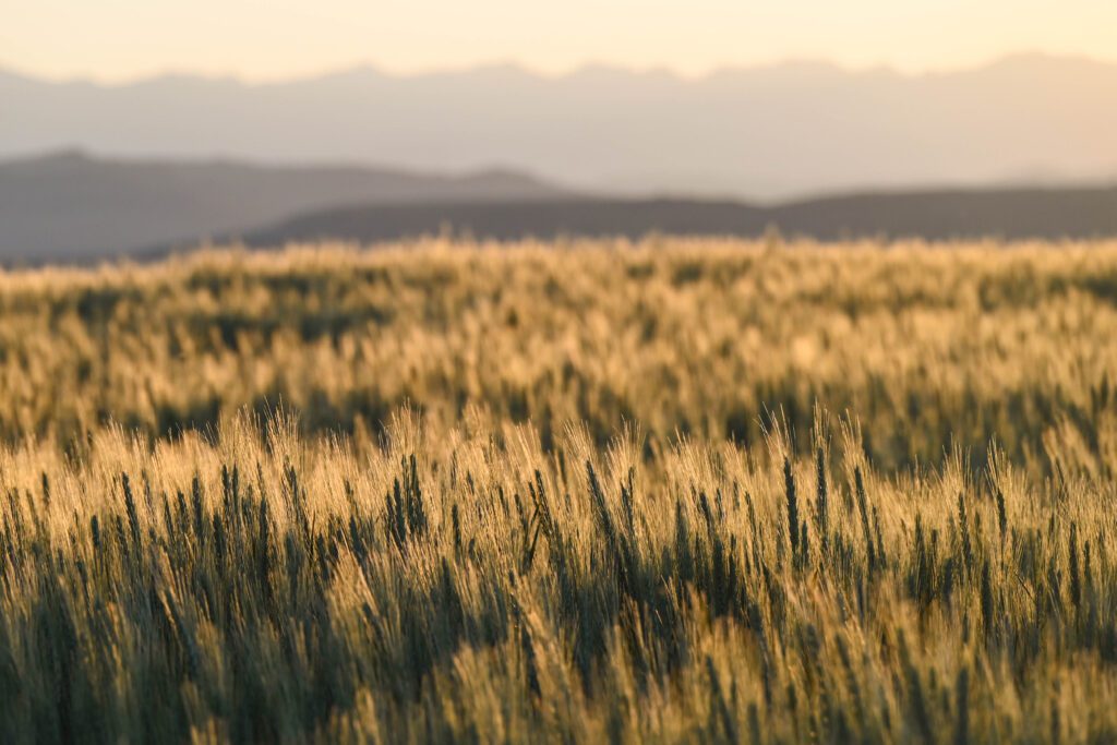 Wheat-90 Photo credit: Leslie Michel, WSDA