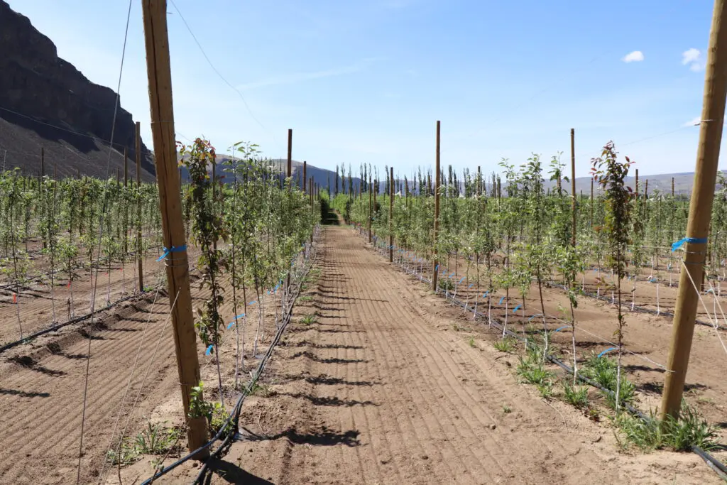 image002 Field of newly planted apple trees.