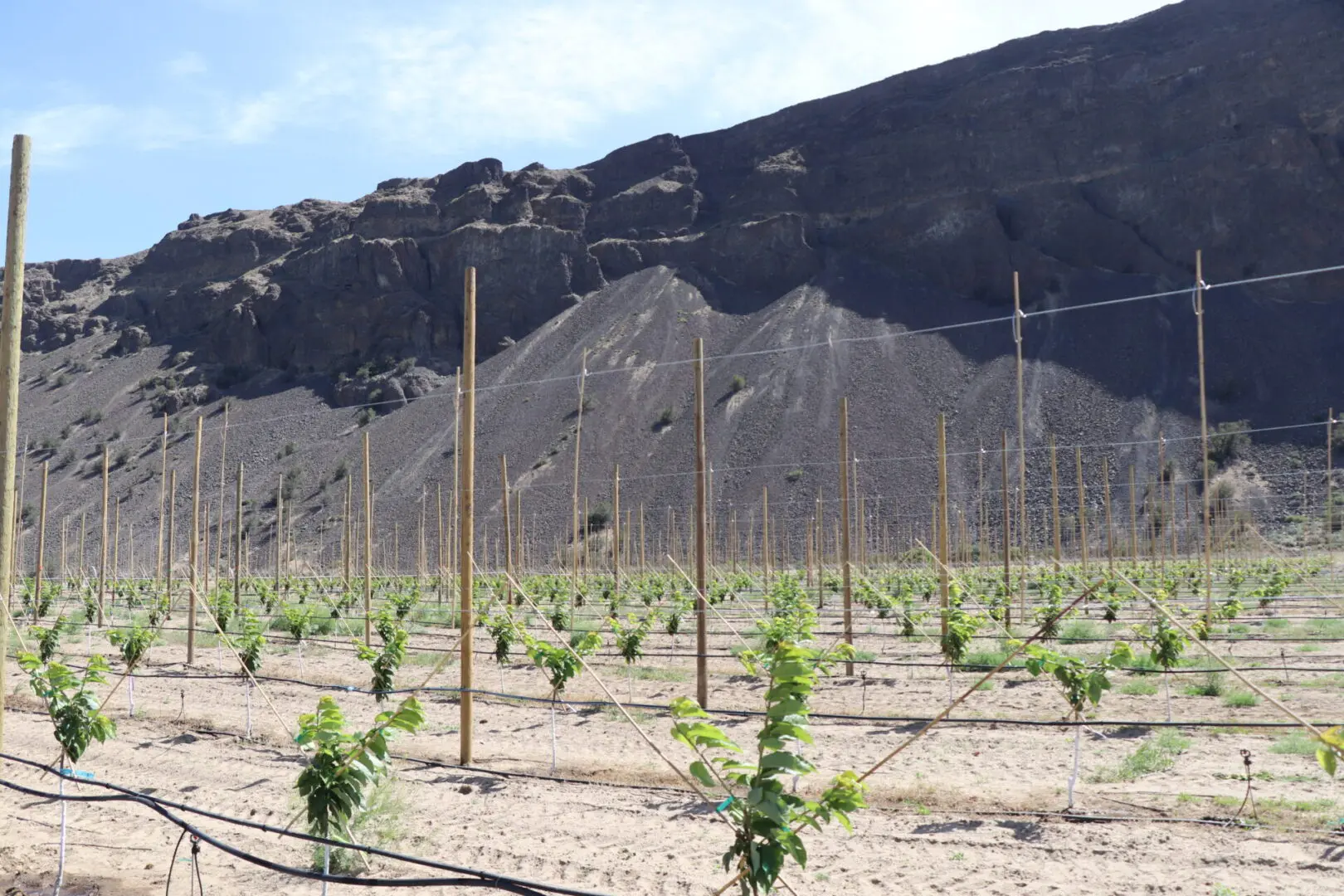 Field of newly planted cherry trees.
