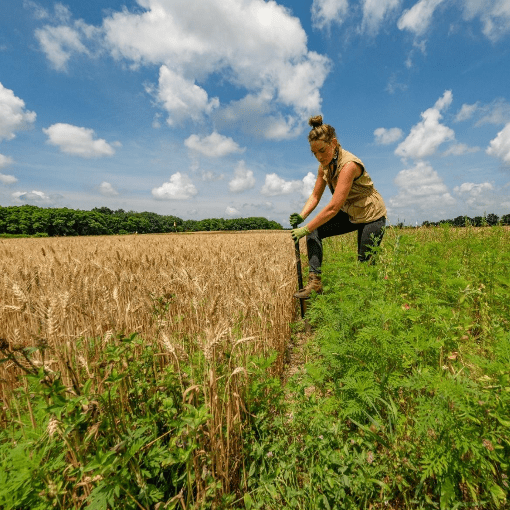 Introducing Corinn Rutkoski | Washington Soil Health Initiative