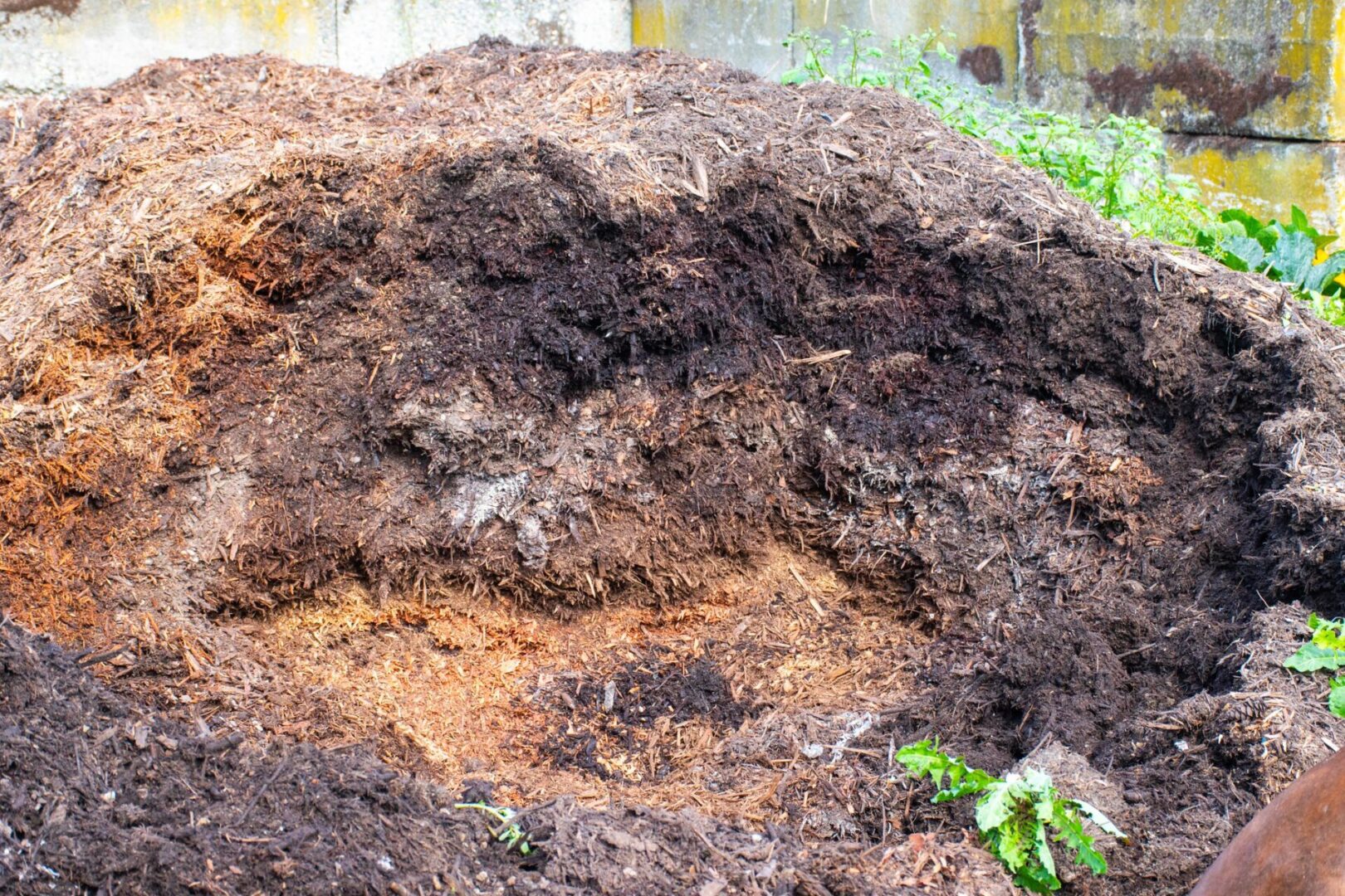 Pile of decomposing compost with rich, dark brown soil. Hints of green plants grow at the edges, suggesting fertility and organic gardening.