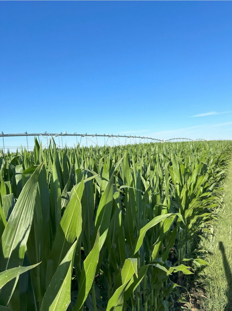 A close-up view of a lush green cornfield under a clear blue sky. Tall corn plants with broad leaves fill the foreground, and a center-pivot irrigation system stretches across the horizon. The field appears healthy and well-maintained, with bright sunlight highlighting the vibrant green foliage.
