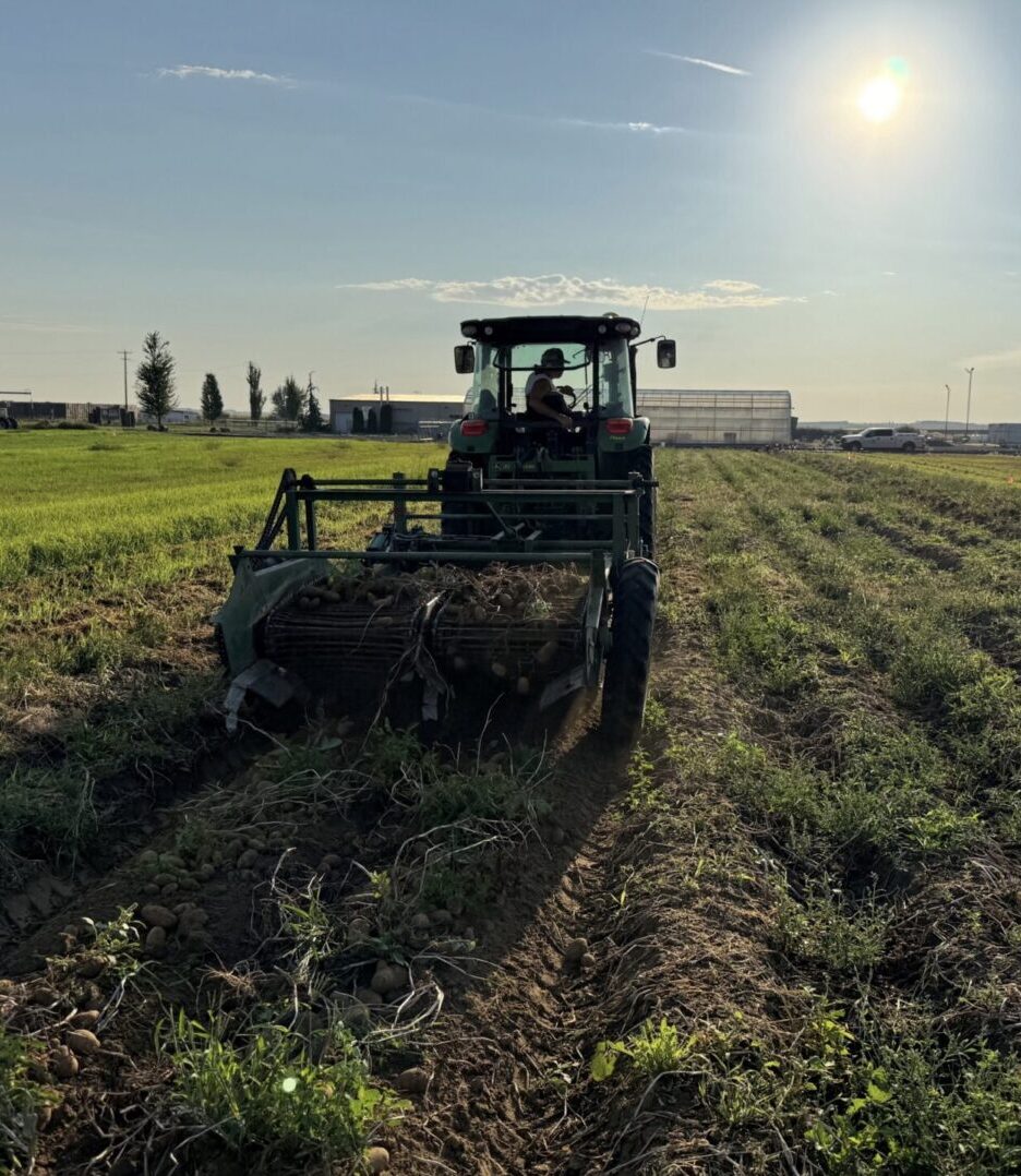 A green tractor is driving through a field during harvest under a bright morning or late afternoon sun. The tractor is equipped with a front attachment for digging or lifting crops, and rows of partially harvested plants are visible in the soil. The surrounding area includes green grass on the left, farm buildings and equipment in the distance, and a clear blue sky with the sun shining overhead. The scene suggests agricultural work in progress, likely potato or root crop harvesting.