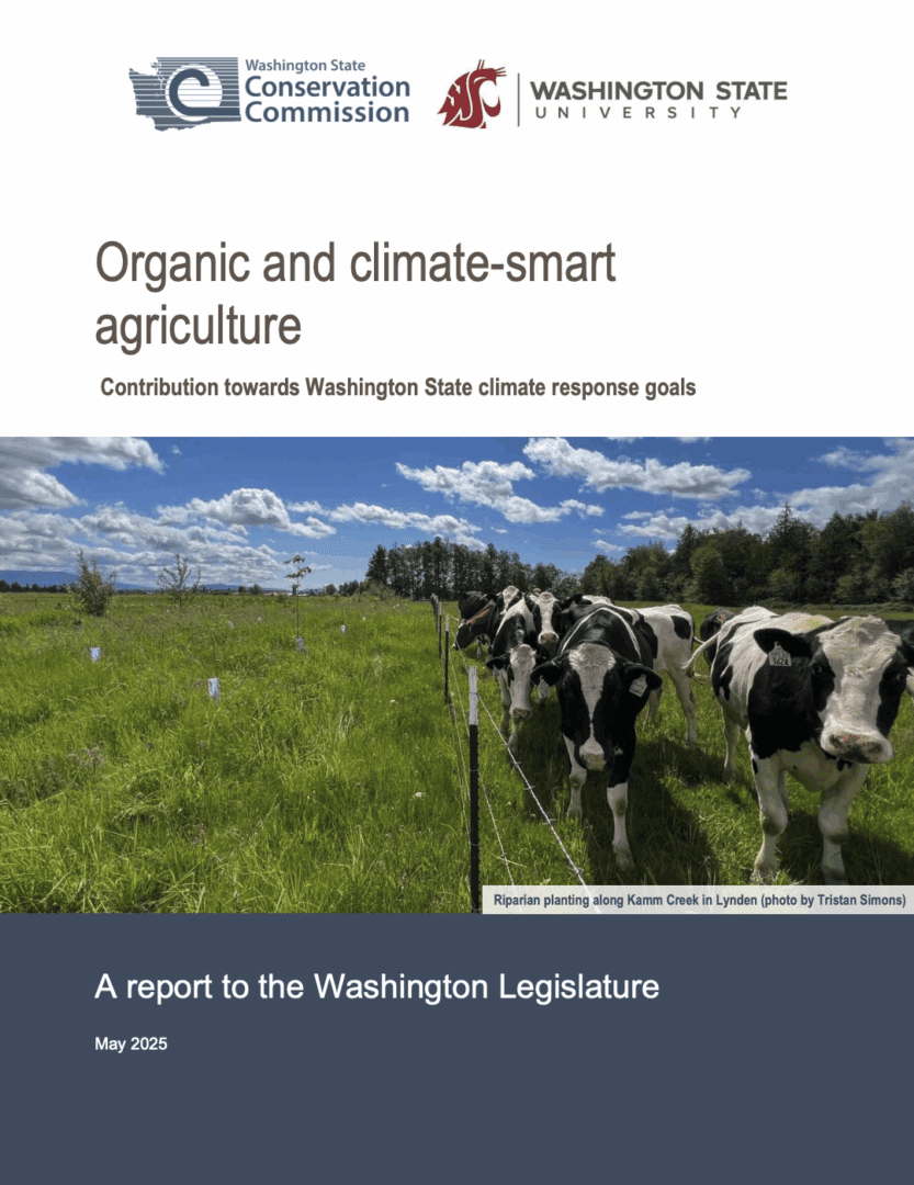 Cover page of a report titled “Organic and climate-smart agriculture: Contribution towards Washington State climate response goals” with logos for the Washington State Conservation Commission and Washington State University at the top. Below the title is a photo of a grassy field with riparian planting along Kamm Creek in Lynden. A wire fence runs through the field, and several black-and-white dairy cows stand near the fence on the right side. The background shows trees under a partly cloudy blue sky. At the bottom, text reads “A report to the Washington Legislature – May 2025.”