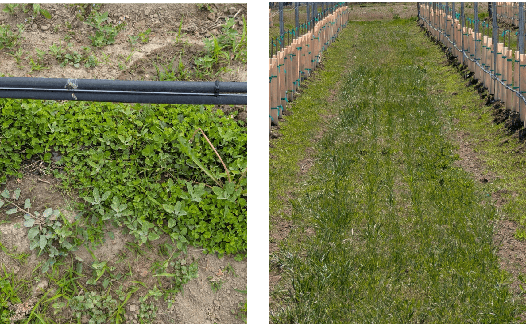 Side-by-side images showing cover crops in a vineyard setting. Left image: Close-up of green cover crop plants growing between rows of soil, with a black drip irrigation line running horizontally across the top portion. The plants appear dense and healthy. Right image: A wider view of a vineyard row with young grapevines protected by light-colored grow tubes. The ground between rows is covered with green cover crop vegetation, creating a grassy strip. Both images highlight soil coverage and vegetation management in vineyard systems.