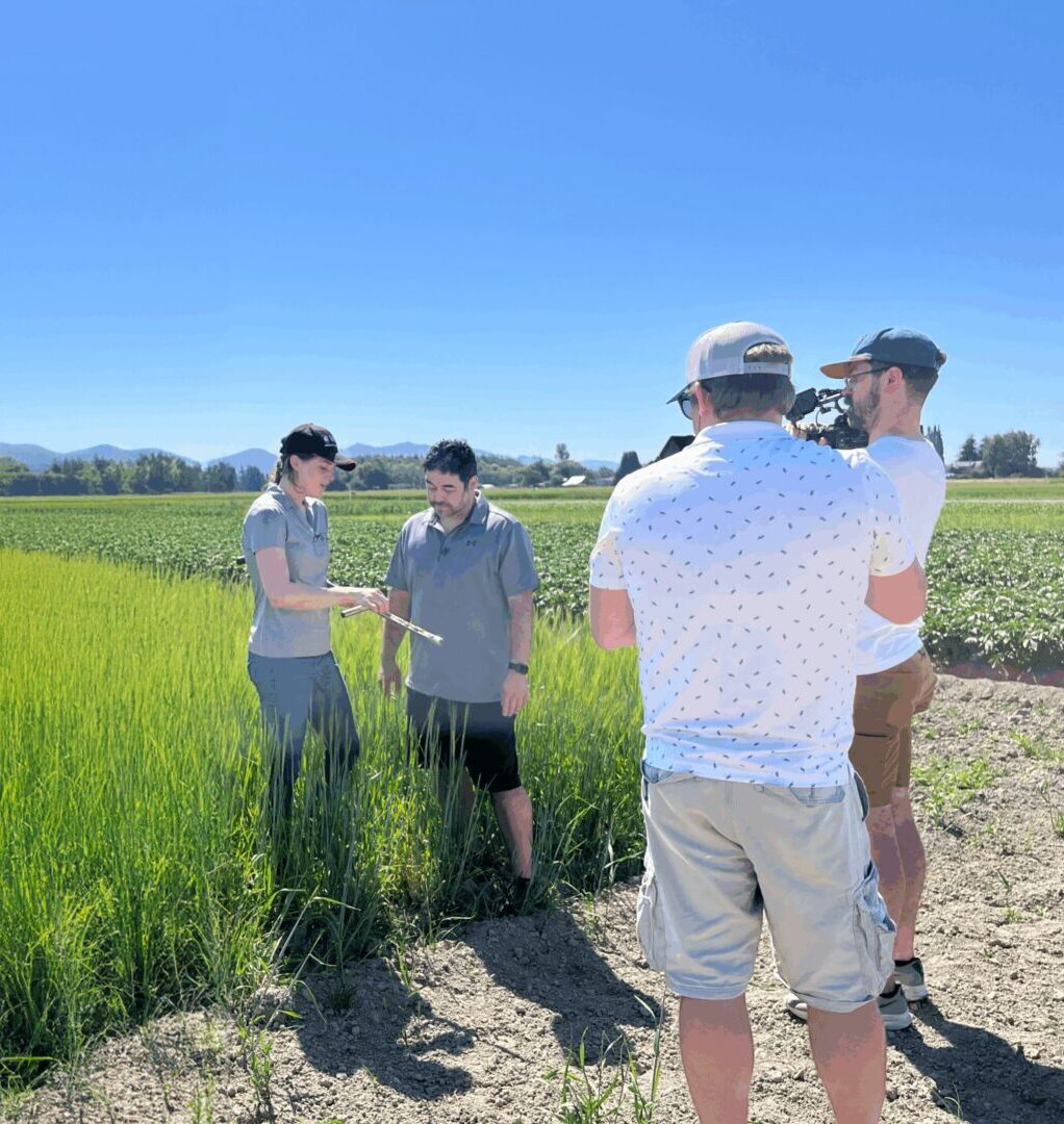 Alt text: Four people are standing at the edge of a green crop field under a clear blue sky. Two individuals are positioned in the field, examining a plant sample, while the other two stand on the dirt path, one holding a camera as if recording or photographing the interaction. The field has tall green plants on the left and shorter crops on the right, with trees and distant mountains visible in the background. The scene suggests an agricultural site visit or field research activity.