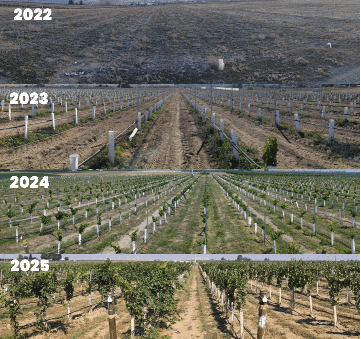 A four-panel timeline image showing the progression of a vineyard from 2022 to 2025. 2022: Bare soil with protective grow tubes and trellis posts, no visible vegetation. 2023: Small grapevines emerging between rows of grow tubes, soil still mostly exposed. 2024: Vines are noticeably larger with green foliage, rows filled with grass or cover crops between them. 2025: Mature grapevines with dense green leaves, well-established rows, and visible irrigation lines. The background in all panels shows rolling hills under a clear sky, illustrating vineyard development over time.