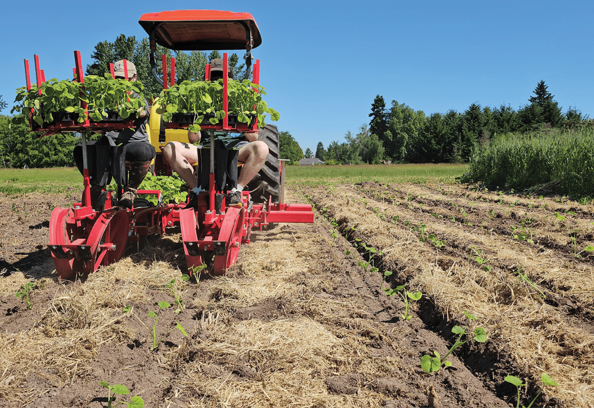 A tractor equipped with a bright red transplanter moves through a field, planting young green seedlings into rows covered with straw mulch. The transplanter has trays holding multiple seedlings, and two people are seated on the machine, operating the planting process. The field shows several planted rows with small seedlings emerging, and the background includes grassy areas, trees, and a clear blue sky, indicating a sunny day on a farm or research site.