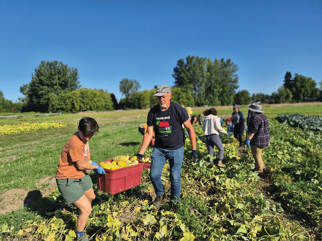 A group of people harvest squash in a sunny field. Two individuals in the foreground carry a large red plastic bin filled with yellow squash, while others work among green vines in the background. The field is surrounded by grassy areas and trees under a clear blue sky, suggesting a warm, bright day during harvest season.