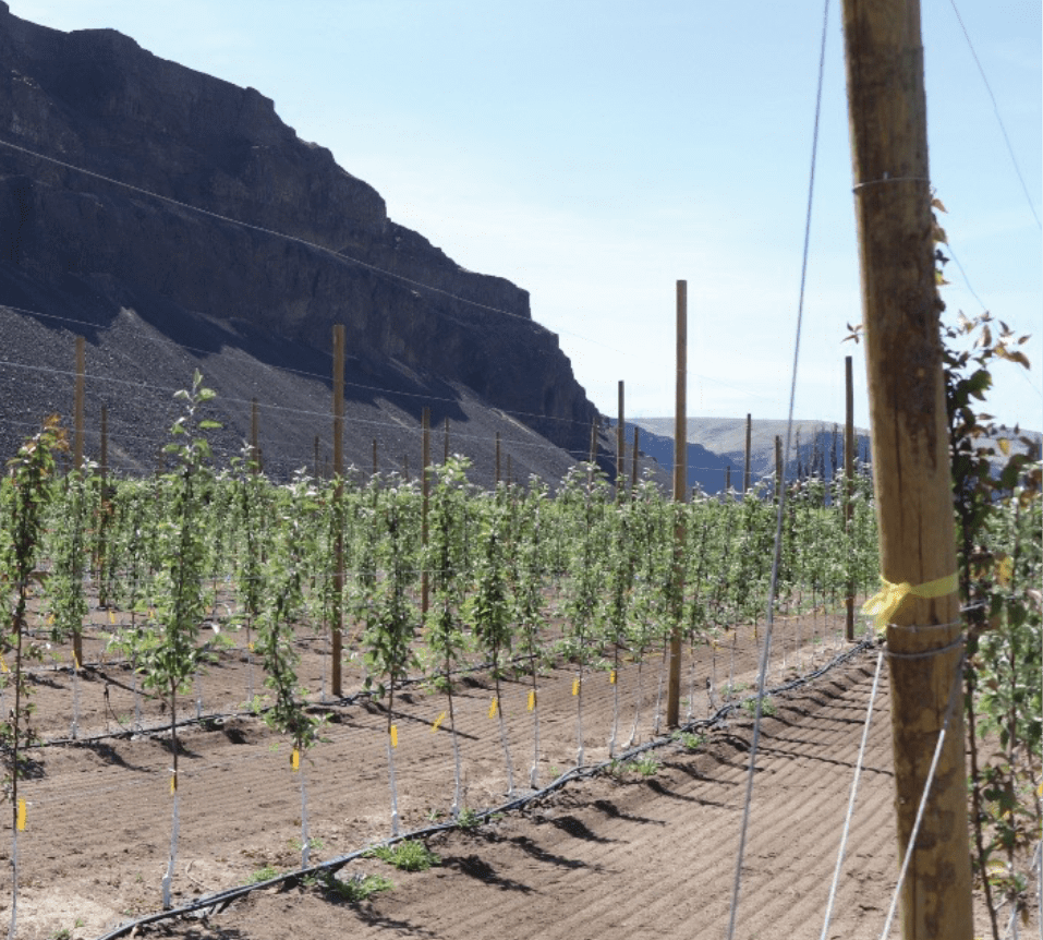 Rows of young orchard trees are planted in a neatly prepared field with bare soil and drip irrigation lines running along each row. Tall wooden stakes support the trees, and trellis wires are visible overhead for training. The orchard is set against a dramatic backdrop of steep, rocky hills under a bright blue sky, indicating a semi-arid environment. The trees are evenly spaced and appear to be recently established.