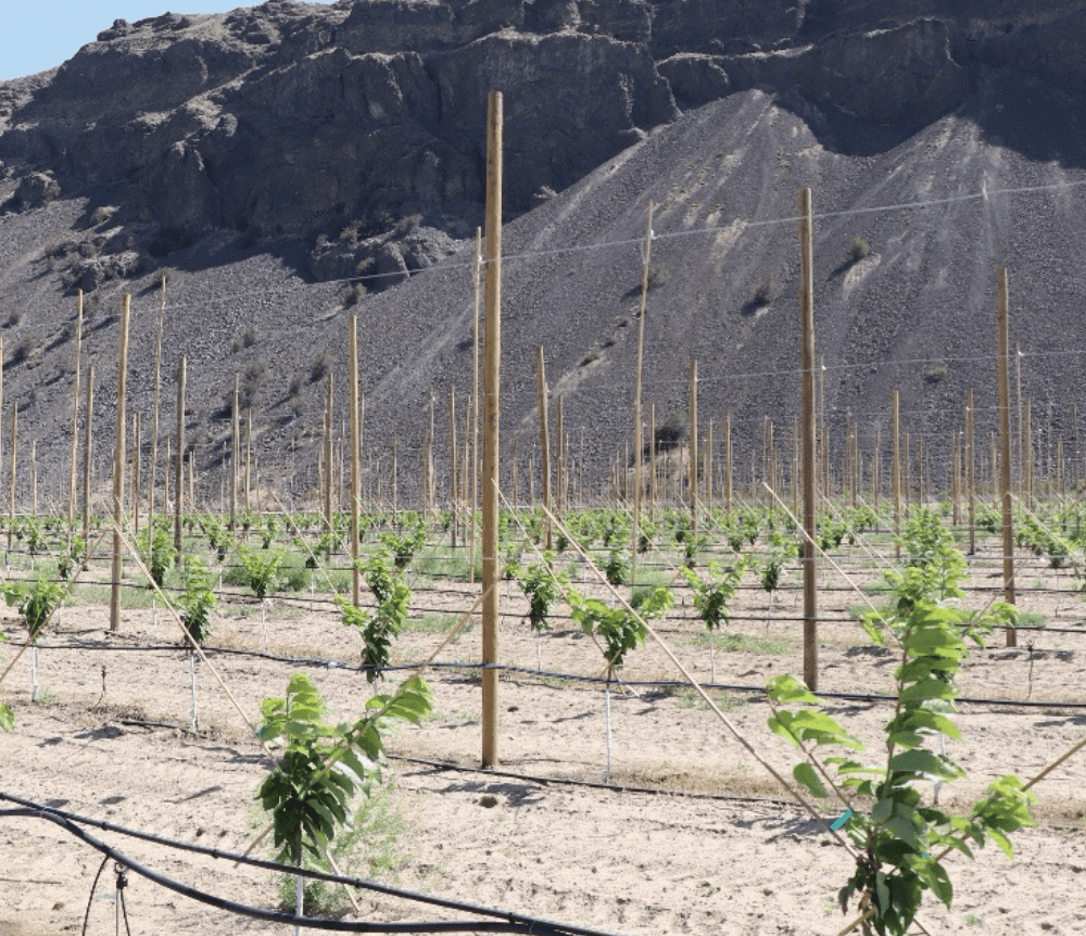 A newly planted orchard with rows of young trees spaced evenly across bare, sandy soil. Each tree is supported by tall wooden stakes and connected to trellis wires for training. Drip irrigation lines run along the rows, providing water to the plants. The background features steep, rocky hills under a clear blue sky, emphasizing the semi-arid environment. The trees are small but show healthy green foliage.