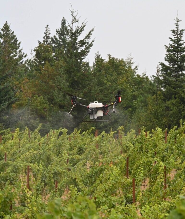 A large drone is flying low over rows of grapevines in a vineyard, releasing a fine mist, with dense evergreen trees in the background.
