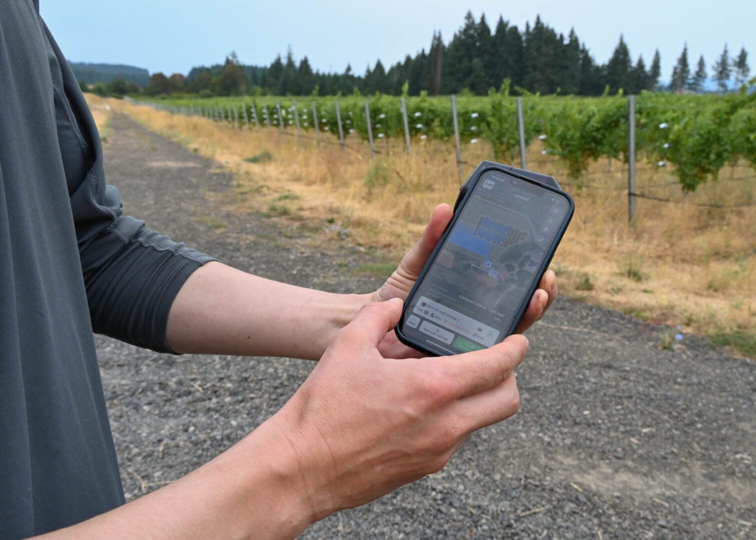 A person standing on a gravel path beside a vineyard holds a smartphone displaying an app, with rows of grapevines and a line of evergreen trees in the background.
