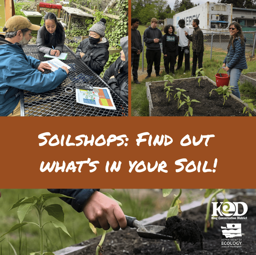 A promotional graphic shows people learning about soil in an outdoor garden setting. One image shows a small group at a table reviewing materials and writing notes, while another shows a group gathered around a raised garden bed with young plants and a person holding a red bucket. A banner across the center reads, “Soilshops: Find out what’s in your soil!” At the bottom, a hand uses a trowel to scoop dark soil near green plants. Logos for King Conservation District and the Washington State Department of Ecology appear in the lower corner.