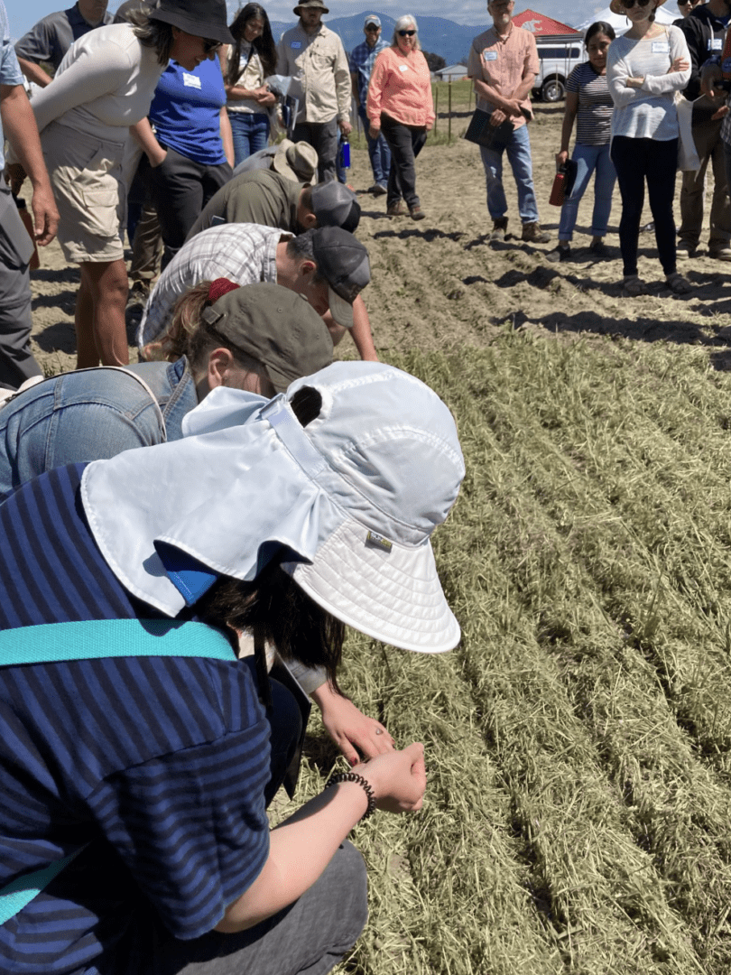 A group of people gathered outdoors in an agricultural field, standing and kneeling in rows of dried plant material such as hay or cover crops. In the foreground, several individuals wearing hats and casual field clothing crouch closely together, examining the ground and plants with their hands. One person in front wears a wide-brimmed white sun hat and a striped shirt, leaning forward to inspect the vegetation. Behind them, a larger group stands in a semicircle observing, some wearing name tags and holding notebooks or water bottles. The field shows distinct rows and furrows, with dry soil and cut plant residue. In the background, a tent canopy, parked vehicles, and distant hills or mountains are visible under a bright, sunny sky.