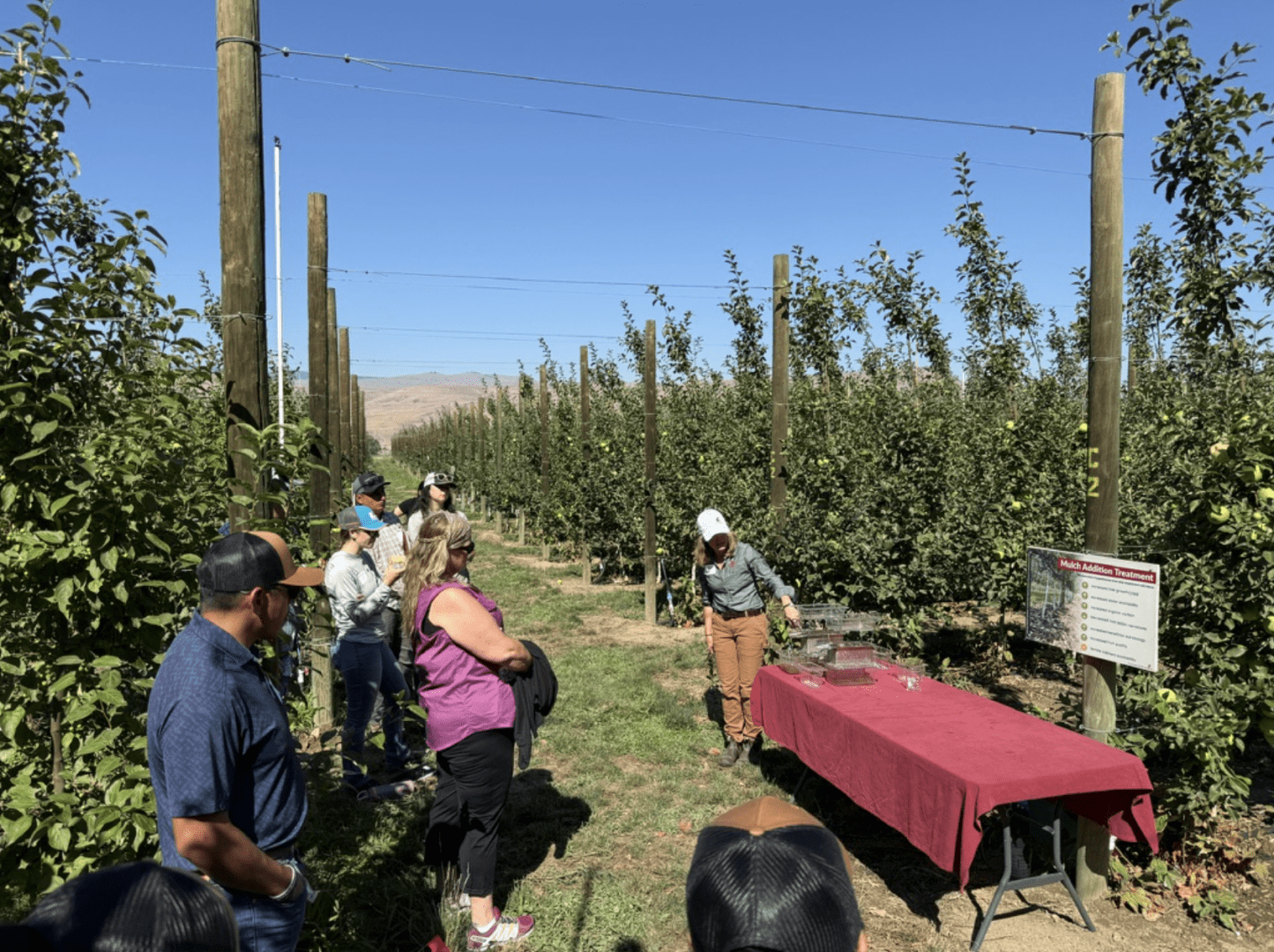A group of people gathered in an orchard with rows of young fruit trees supported by wooden posts and wires under a clear blue sky. In the foreground and along the left side, several attendees wearing hats and casual outdoor clothing stand closely together, watching a demonstration. Near the center-right, a person stands beside a rectangular table covered with a red tablecloth, displaying clear containers and materials used for the demonstration. A sign mounted on a wooden post next to the table includes the heading “Mulch Addition Treatment” with smaller explanatory text beneath it. The orchard rows extend into the distance with evenly spaced trees, and dry hills or mountains are visible in the background. Bright sunlight creates strong shadows on the grass and ground between the rows.
