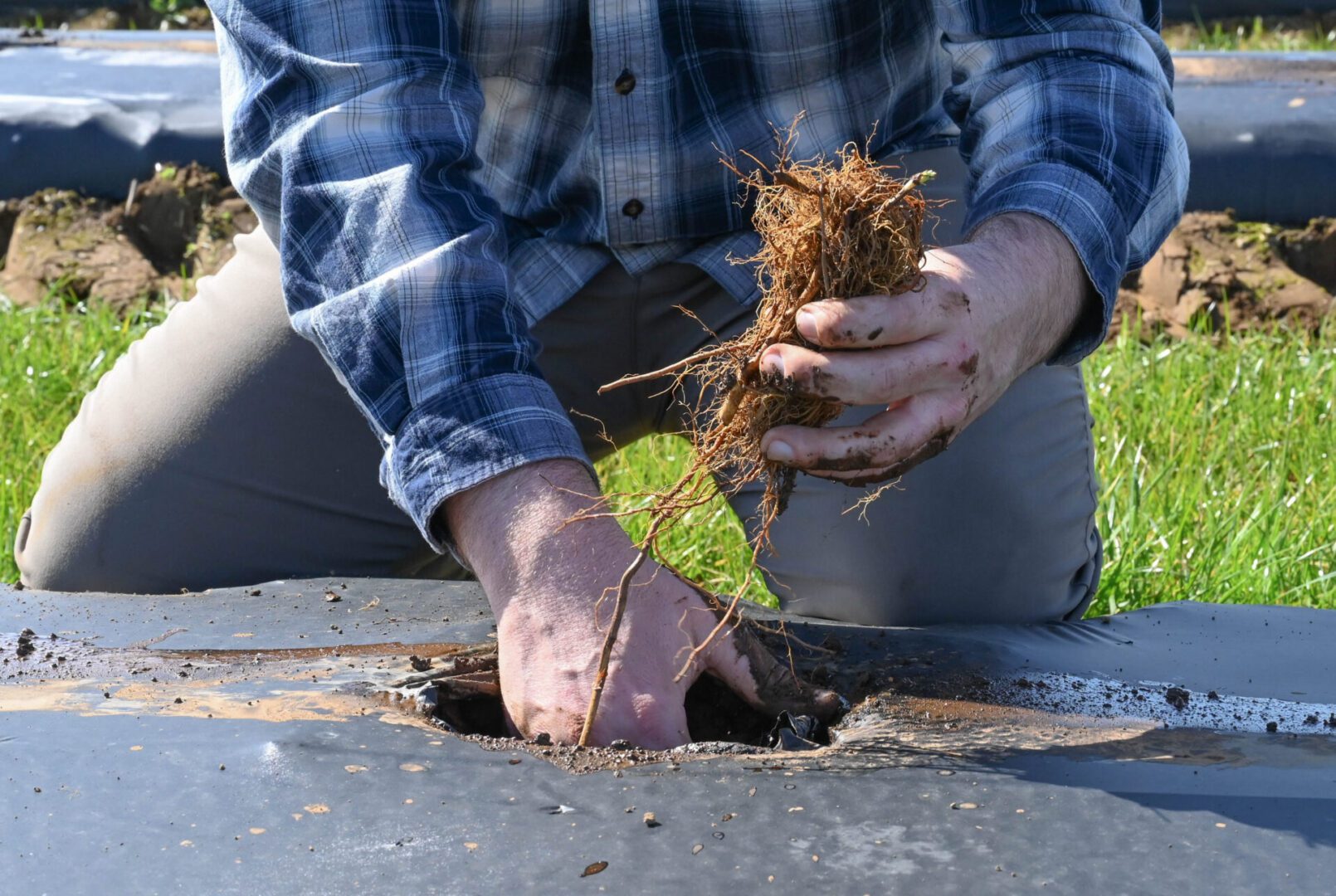 Riley planting raspberries in AMF treated soil