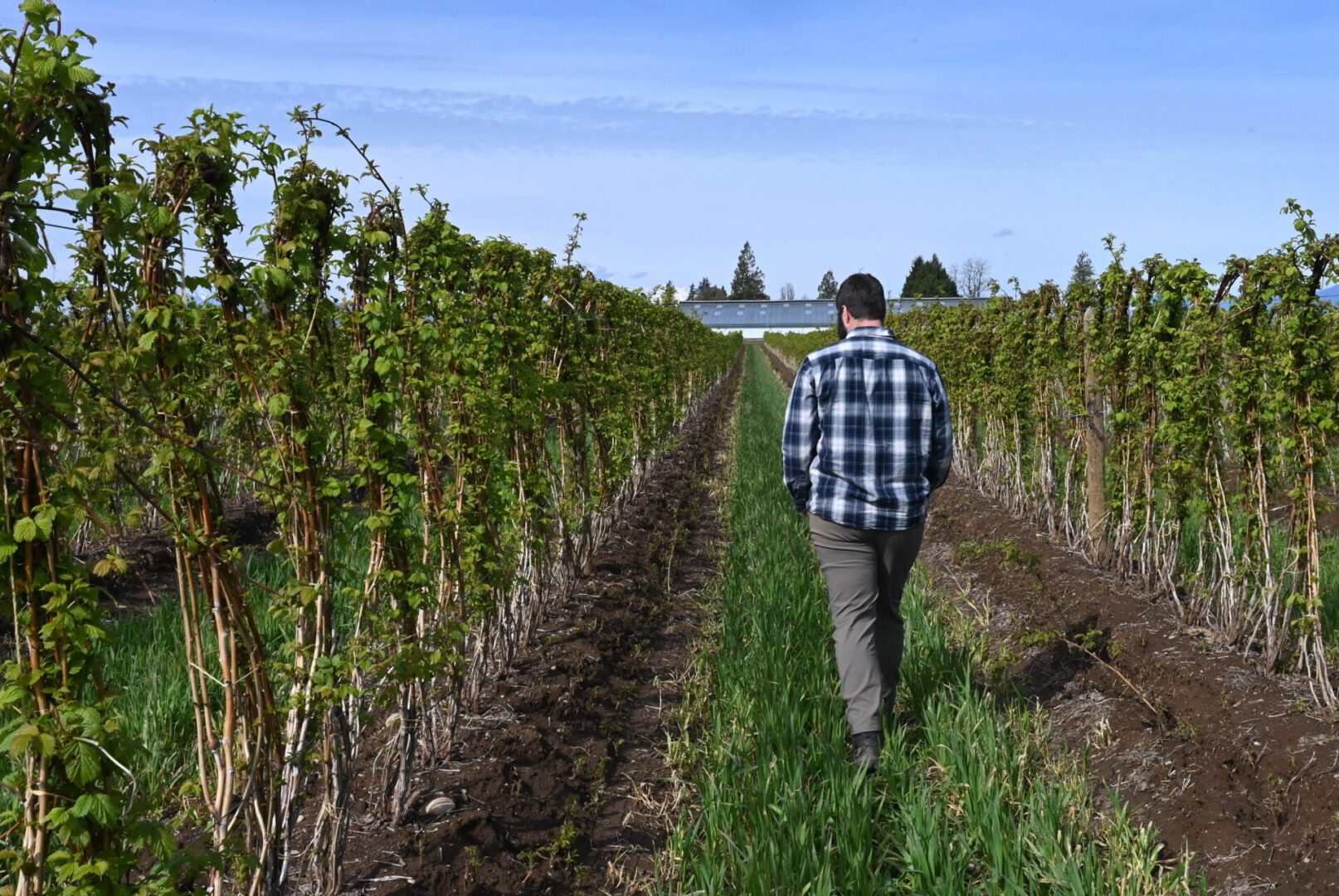Riley walking through raspberry field
