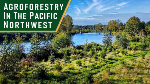 Title graphic reading “AGROFORESTRY IN THE PACIFIC NORTHWEST” in large white capital letters on a dark green banner. The background image shows a river bordered by trees and shrubs, with a black steel truss bridge crossing the water in the distance. In the foreground, a grassy riverside area contains rows of young evergreen trees and other vegetation, illustrating a managed agroforestry landscape. The scene is brightly lit under a blue sky with wispy clouds.