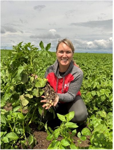 Person kneeling in a lush green potato field while holding a potato plant that has been pulled from the soil. The exposed roots and developing potato tubers are visible in the person's hands. Rows of healthy potato plants extend across the field into the distance under a cloudy sky, with dark soil visible between the plants. The person is wearing a red-and-gray jacket and dark pants.