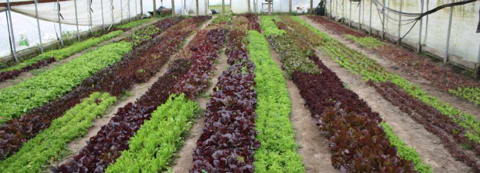 farming1