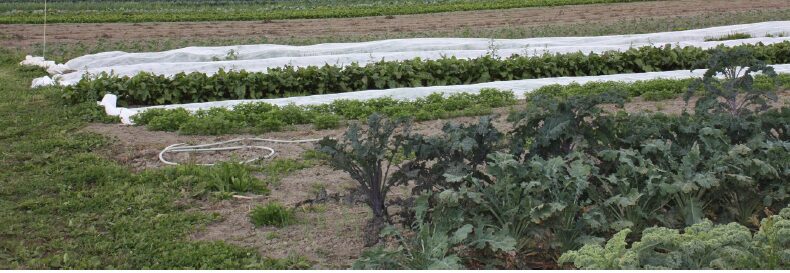 farming6