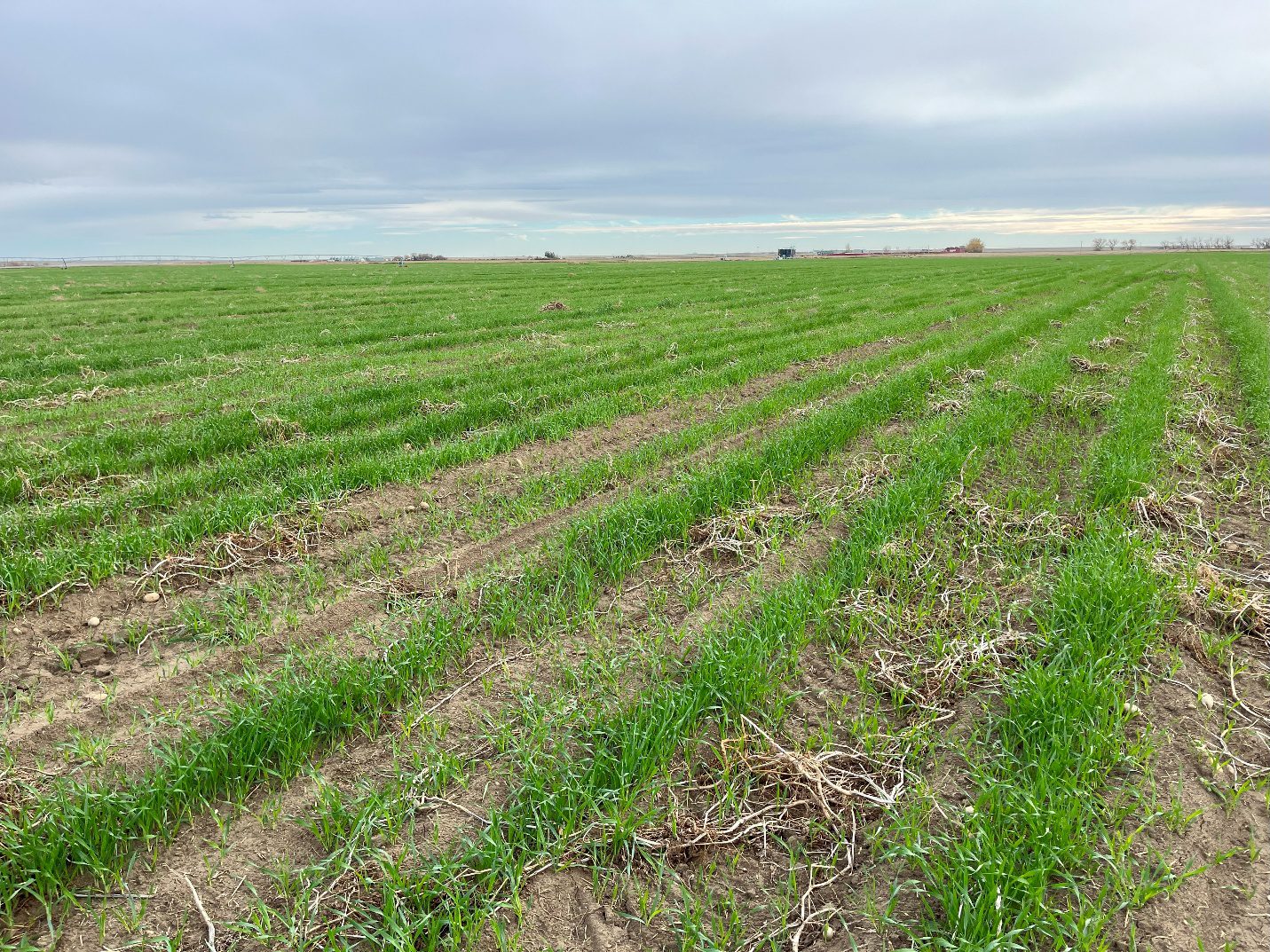 Wide view of a cultivated field with rows of young green crops emerging from brown soil. The rows extend toward the horizon across a flat agricultural landscape. Above the field, thick gray clouds cover much of the sky, with lighter patches visible in the distance. A few farm buildings and trees can be seen far away along the horizon line.