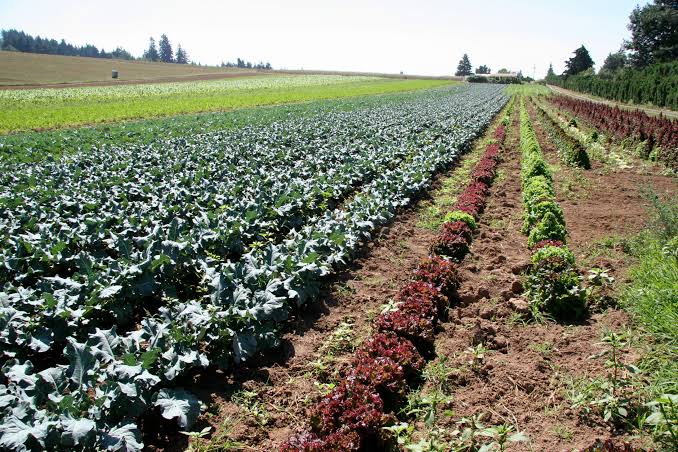 rows of lettuce and greens
