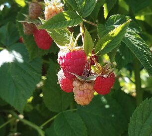 rberry3