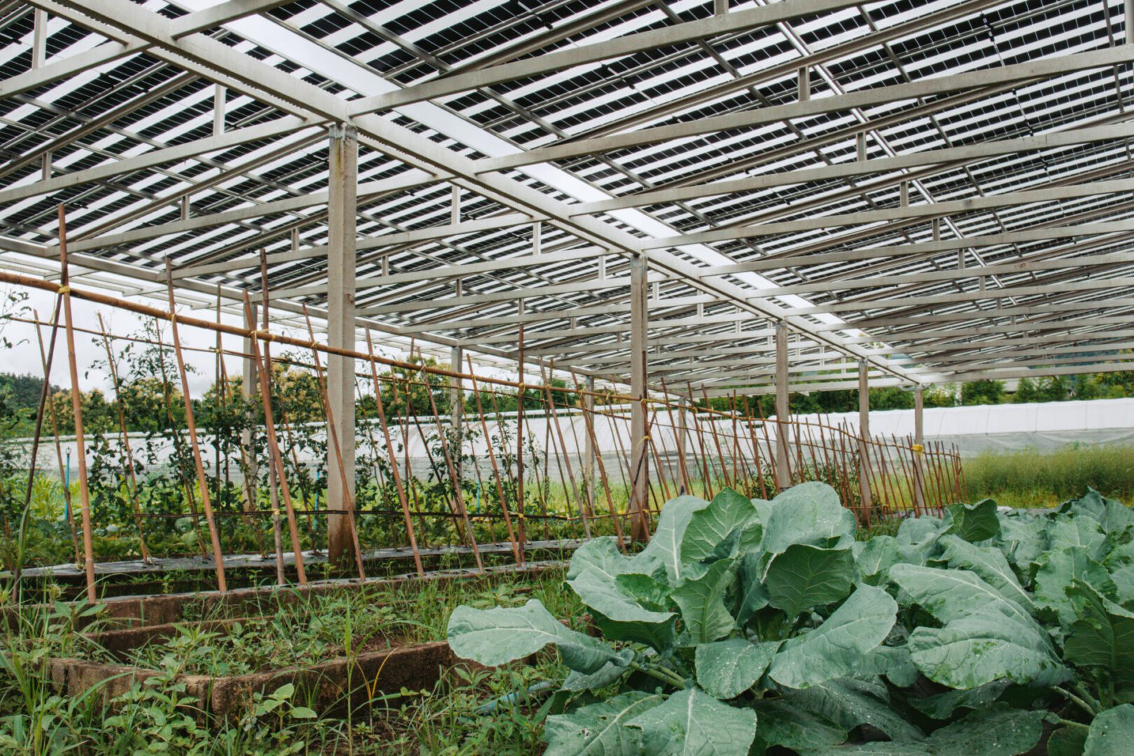 Alt text: Vegetable crops growing beneath a large agrivoltaic structure with rows of solar panels mounted overhead on a metal framework. Large leafy green plants fill the foreground, while trellised crops supported by bamboo stakes extend through the middle of the planting area. The open-sided structure allows light to reach the crops below. Grasses and additional vegetation surround the growing beds, with trees visible in the background under an overcast sky.