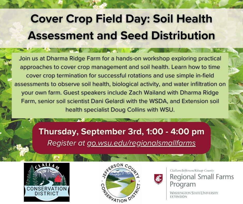 Promotional flyer for a “Cover Crop Field Day: Soil Health Assessment and Seed Distribution” event. The background shows a dense green cover crop field with leafy plants and small white flowers. Large black title text appears across the top. A light green text box describes a hands-on workshop at Dharma Ridge Farm focused on cover crop management, soil health assessment, biological activity, water infiltration, and cover crop termination. Featured speakers include Zach Wailand (Dharma Ridge Farm), Dani Gelardi (Washington State Department of Agriculture), and Doug Collins (Washington State University Extension). A dark red banner near the bottom lists the event date and time: Thursday, September 3rd, 1:00–4:00 pm. Below, white text reads: Register at go.wsu.edu/regionalsmallfarms. Three organization logos are displayed along the bottom on a white background: Clallam Conservation District, Jefferson County Conservation District, and the Clallam/Jefferson/Kitsap County Regional Small Farms Program, Washington State University Extension.