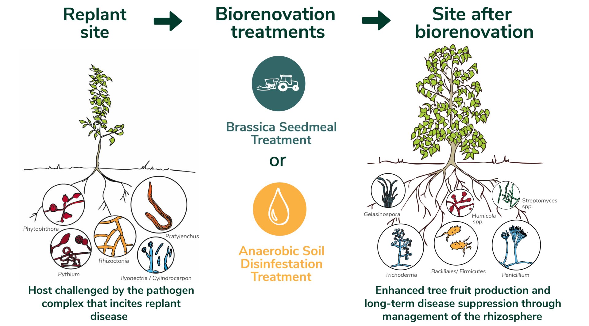 Infographic illustrating orchard site biorenovation for managing replant disease. A flow diagram shows a replant site with a small tree affected by soilborne pathogens (Phytophthora, Pythium, Rhizoctonia, Ilyonectria/Cylindrocarpon, and Pratylenchus), followed by two treatment options: Brassica seedmeal treatment or anaerobic soil disinfestation treatment. The final panel shows a healthy, larger tree with beneficial soil microbes and improved root growth, indicating enhanced fruit production and long-term disease suppression through rhizosphere management. The lower half provides treatment details. Brassica seedmeal treatment involves applying Brassicaceae seedmeal to warm, moist soil, incorporating it with tillage, covering with impermeable film for three weeks, and aerating before planting. Anaerobic soil disinfestation involves incorporating chopped hay, irrigating to maintain soil moisture, covering with impermeable film for three weeks, and aerating before planting. The graphic emphasizes biological soil treatments as alternatives to fumigation for improving orchard replant success.
