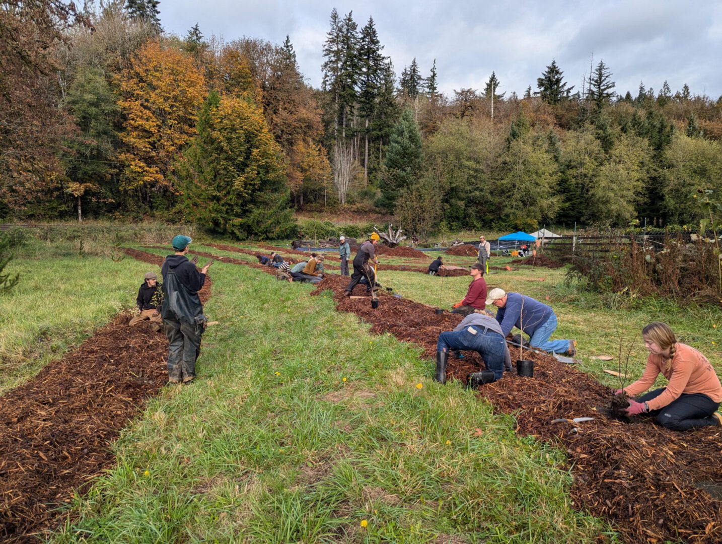 Volunteers work in long, mulched planting rows in a grassy field bordered by a forest displaying autumn colors. Several people kneel or use shovels while planting along the rows, with additional volunteers spread across the site. An overcast sky and dense trees create a natural backdrop, and a small canopy tent is visible in the distance.