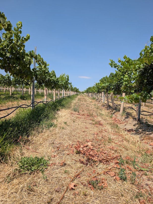 View down the center alley of a vineyard, with rows of grapevines growing on trellises on both sides. The ground is covered with dry grass and scattered plant debris, and black irrigation lines run along the vine rows. Wooden posts support the trellis system, creating a long perspective toward the horizon. The scene is brightly lit under a clear blue sky with minimal clouds.