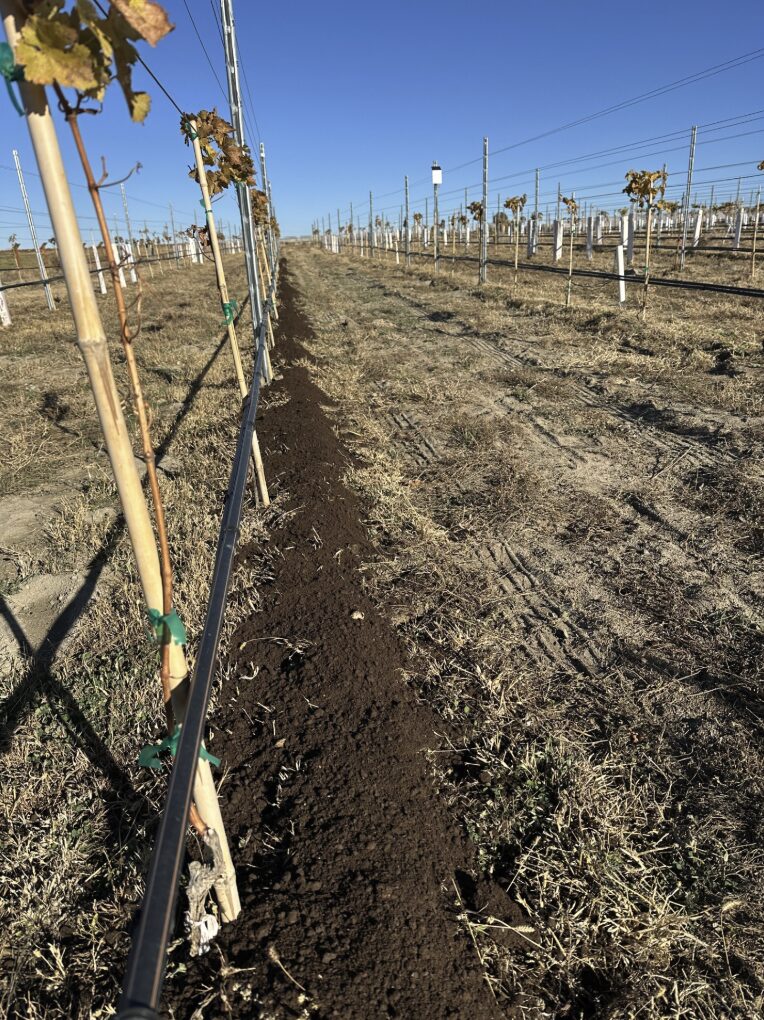 Alt text: Long view down a vineyard row in winter or dormancy, showing young grapevines supported by trellis wires and protective grow tubes. A dark band of compost or organic amendment has been applied beneath the vines along the under-vine strip, contrasting with the surrounding dry grass and bare soil. Drip irrigation tubing runs parallel to the row, and multiple vineyard rows extend into the distance under a clear blue sky.