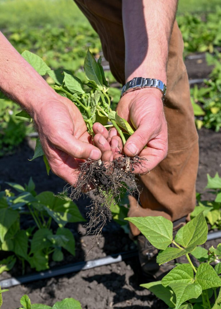A person stands in a field of bean plants and holds an uprooted plant with exposed roots for inspection. The image focuses on the root system, with green foliage, drip irrigation lines, and cultivated soil visible in the background. Photo by Leslie Michel.