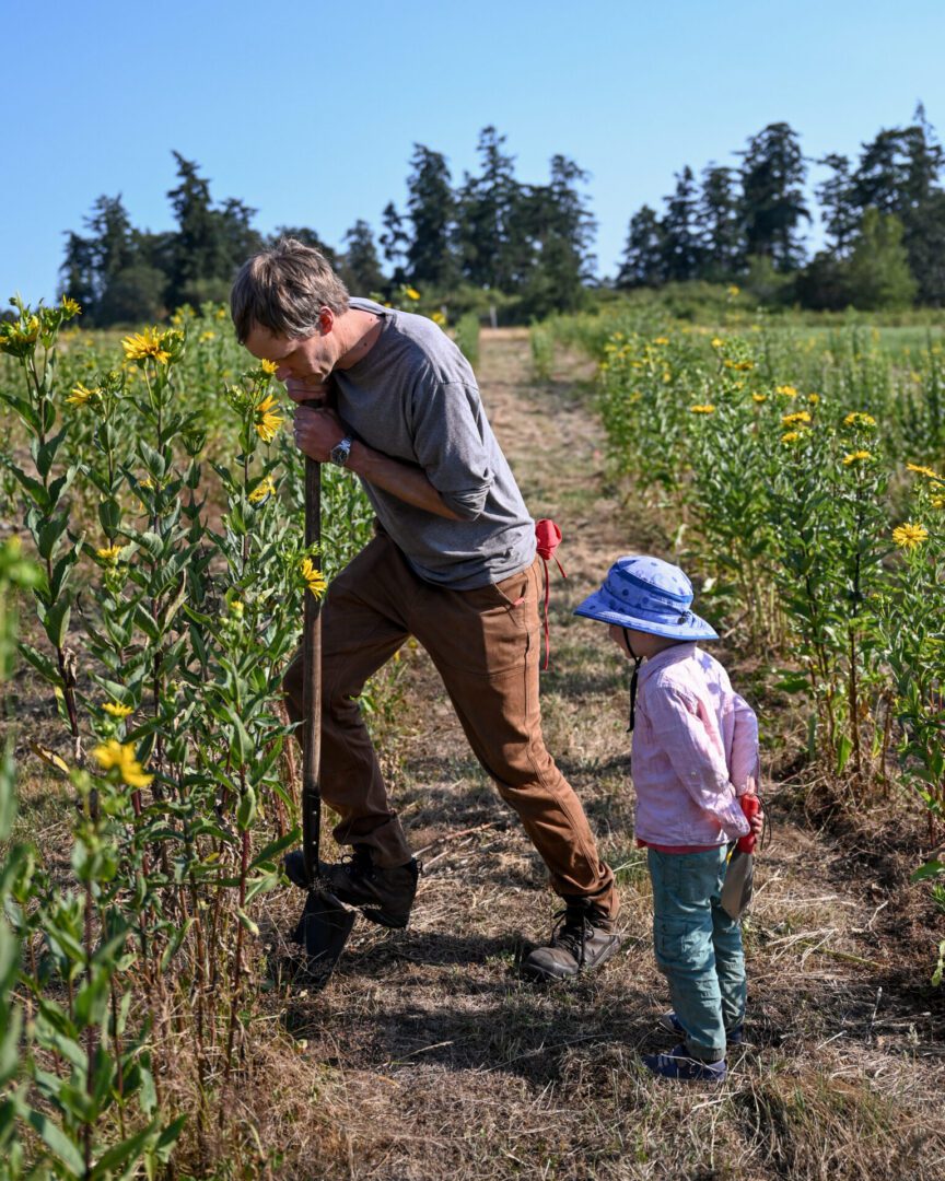 A person stands between rows of yellow-flowering plants and presses a shovel into the soil, while a young child holding a small trowel observes. The scene takes place in an agricultural field on a sunny day, with trees visible in the background.