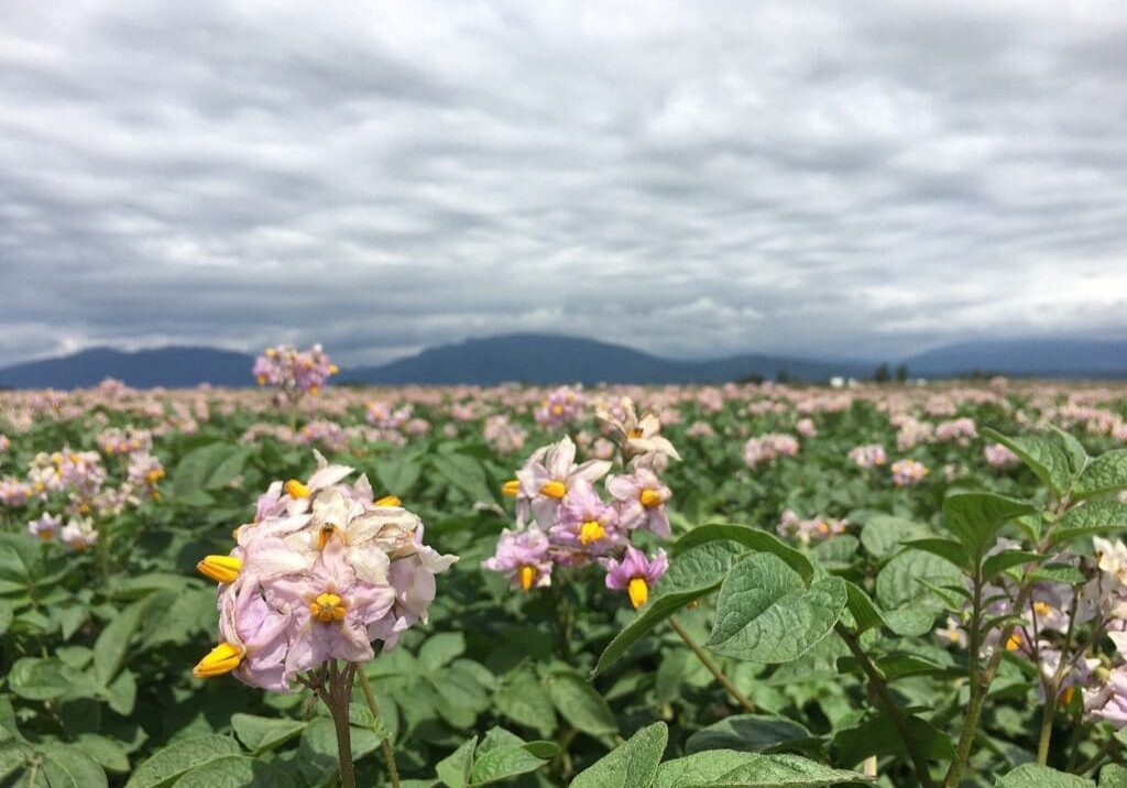 Purple flower in the Farm